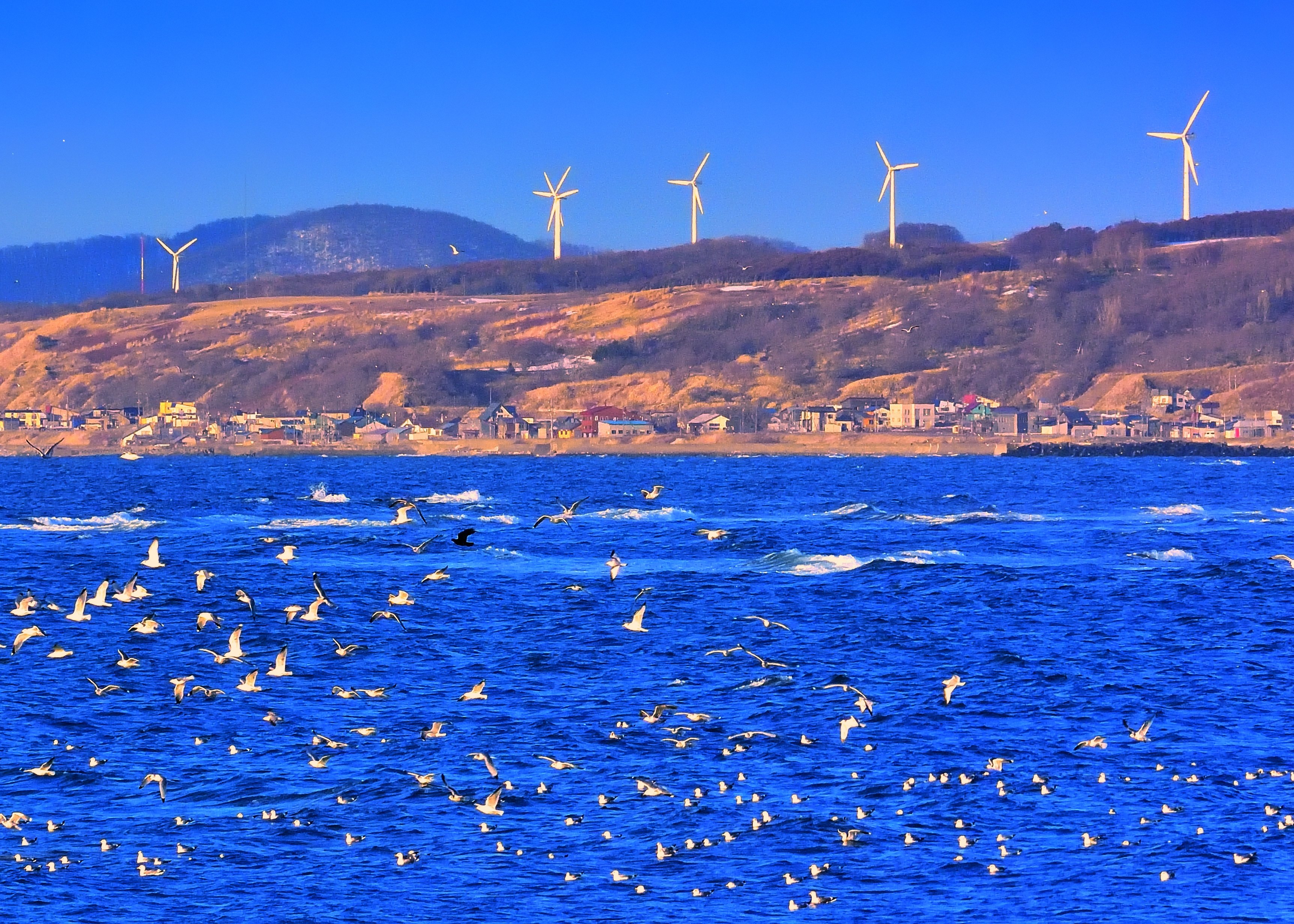 日本海の風を受けて_留萌風力第1・第2発電所、礼受風力発電所